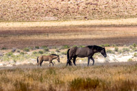 Wild Horses